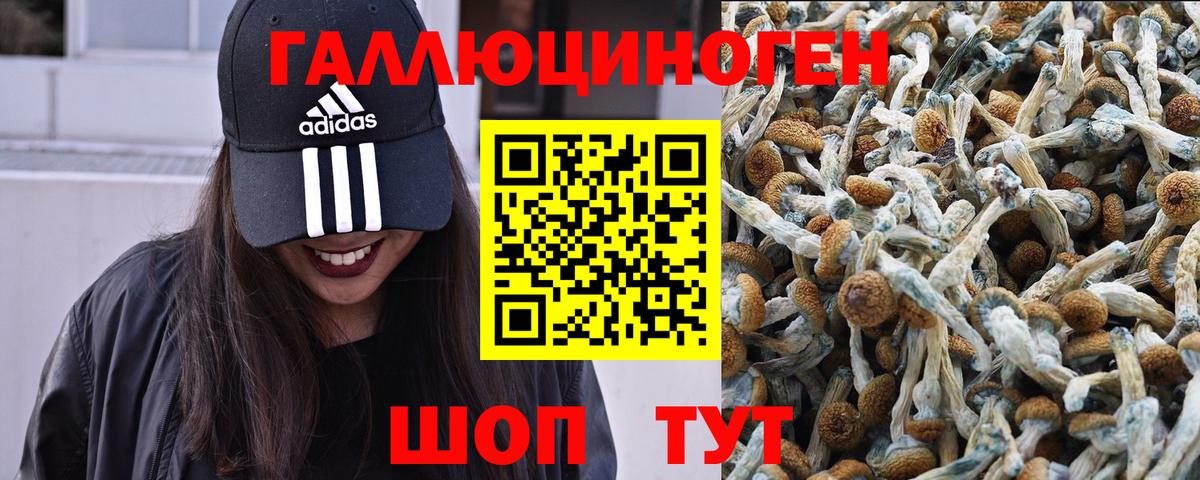 Псилоцибиновые грибы мицелий  Галлюциногенные грибы Psilocybine cubensis  Вход с VPN  цены наркотик  Прохладный 